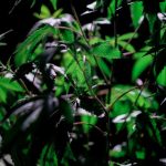 Конопляные семена - польза и где купить в Екатеринбурге image_458.jpg