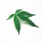 Семена конопли Black Domina x White Russian feminised от Ganja Seeds image_464.jpg