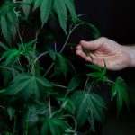 Полезные свойства и применение конопляных семян image_479.jpg