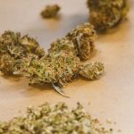 Сайт семян конопли Растишка как лучший ресурс для гроверов image_502.jpg