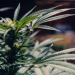 Посадка семян марихуаны и уход за сеянцами image_510.jpg