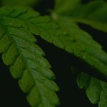 Полезные свойства и рецепты с семенами конопли image_511.jpg