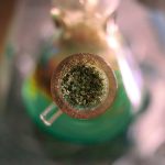 Автоцветущие семена конопли особенности и преимущества покупки image_516.jpg