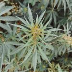 Семена конопли Fresh Candy feminised от Pyramid Seeds image_532.jpg