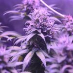 Семена конопли Devil Fruit feminised от Medical Seeds image_546.jpg