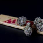 Урожайность семян конопли с одного куста image_560.jpg