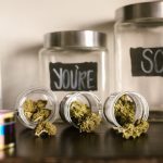 Официальный сайт конопляных семян: преимущества и советы по выращиванию конопли image_69.jpg