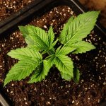 Роль сид-банков в сохранении и развитии коноплеводства images100.jpg