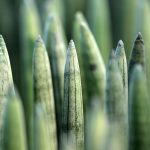 Критерии Выбора Сайта по Продаже Семян Конопли и Особенности Выращивания Конопли images104.jpg