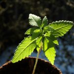 Как купить дешевые семена конопли почтой images106.jpg