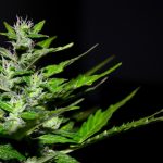 Семена конопли Auto Blue Hell feminised от Medical Seeds images11.jpg