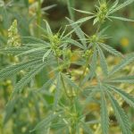 Покупка семян марихуаны и их выращивание images126.jpg