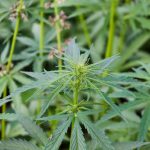 Семена конопли Jack Herer feminised от Trikoma Seeds images14.jpg