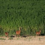 Срок прорастания семян конопли images142.jpg