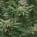 Семена карликовых конопли особенности и преимущества images149.jpg