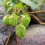 Чай из семян конопли полезные свойства и рецепты приготовления images156.jpg