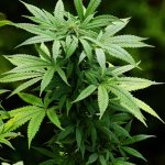 Голландские семена конопли особенности и преимущества использования images194.jpg