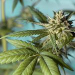 Семена конопли White Widow feminised от Dutch Passion Seeds images199.jpg