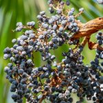 Семена конопли CBD Critical Cure feminised от Barneys Farm images256.jpg