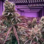 Проращивание семян конопли и уход за пророщенными растениями images260.jpg