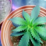 Семена конопли Purple Orange CBD feminised от Dinafem Seeds images28.jpg