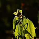 Семена марихуаны в Молдове: аспекты использования и законодательства images286.jpg