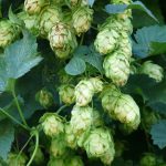 Покупка семян марихуаны наложенным платежом images295.jpg