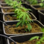 Покупка семян марихуаны в Москве: риски и законодательство images310.jpg