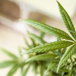 Семя конопли для попугаев: польза и особенности использования images32.jpg