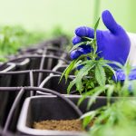 Дешевые семена конопли где купить и как выбрать поставщика images324.jpg