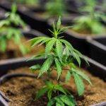 Выращивание конопли в Сибири images333.jpg