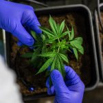 Семена конопли Lemon Thai Kush от Humboldt Seeds images339.jpg