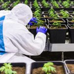 Семена конопли Jamaica Blueberry regular от Ganja Seeds images340.jpg