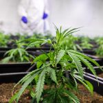 Семена конопли характеристики и применение images341.jpg