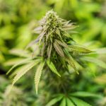 Продукты конопли не являющиеся семенами и особенности их продажи images344.jpg