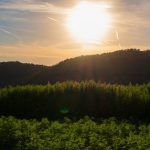 Семена похожие на семена конопли images345.jpg