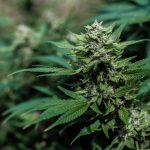 Семена конопли Auto Kabala feminised от Seeds of Life images346.jpg