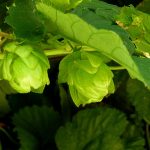 Семена конопли Auto White Widow feminised от Nirvana Seeds images353.jpg