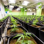 Семена конопли Blueberry Cheesecake feminised от Female Seeds images361.jpg