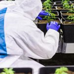 Семена конопли Auto Blueberry regular от Ganja Seeds images364.jpg