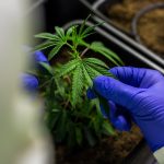 Семена конопли Sour Mango feminised от Ganja Seeds images365.jpg