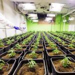 Семена конопли Mango Skunk feminised от Nirvana Seeds images366.jpg