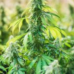 Использование семян конопли в кулинарии и их приготовление images367.jpg