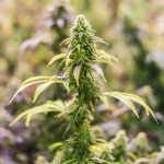 Семена конопли сатива свойства и применение images370.jpg