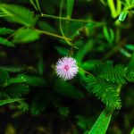 Использование семени конопли на рыбалке как эффективная приманка images382.jpg