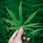 Покупка семян конопли в Воронеже: особенности и преимущества images386.jpg