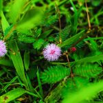 Где купить семена конопли images390.jpg