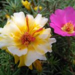 Семена конопли Auto Amnesia CBD feminised от Dinafem Seeds images400.jpg