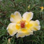 Семена конопли Russian Doll feminised от Kannabia Seeds images404.jpg