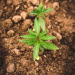 Семена конопли Euforia feminised от Dutch Passion Seeds images409.jpg